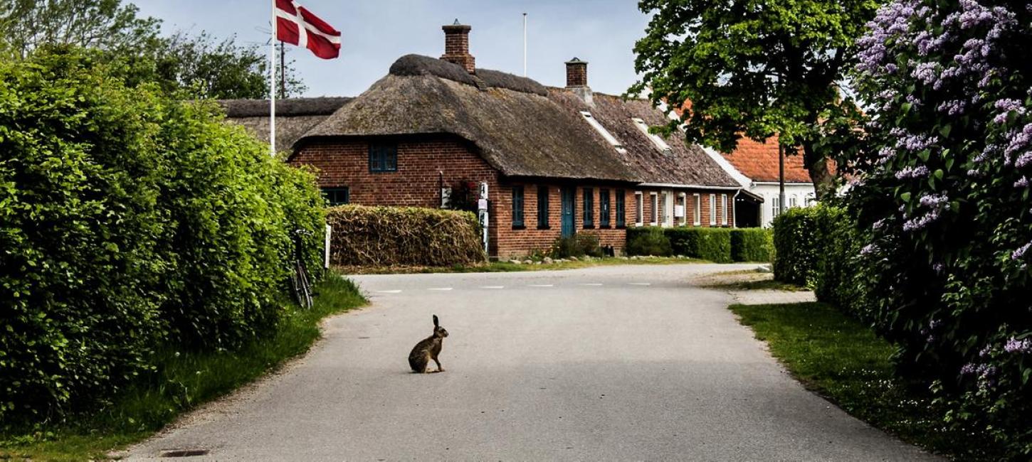 Wild Rabbit on Endelave