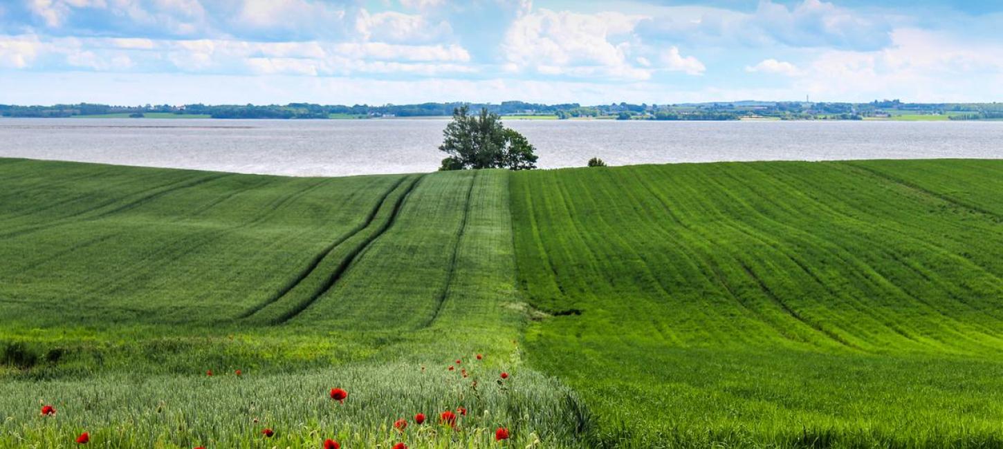 Sondrup Hills with fields and poppies