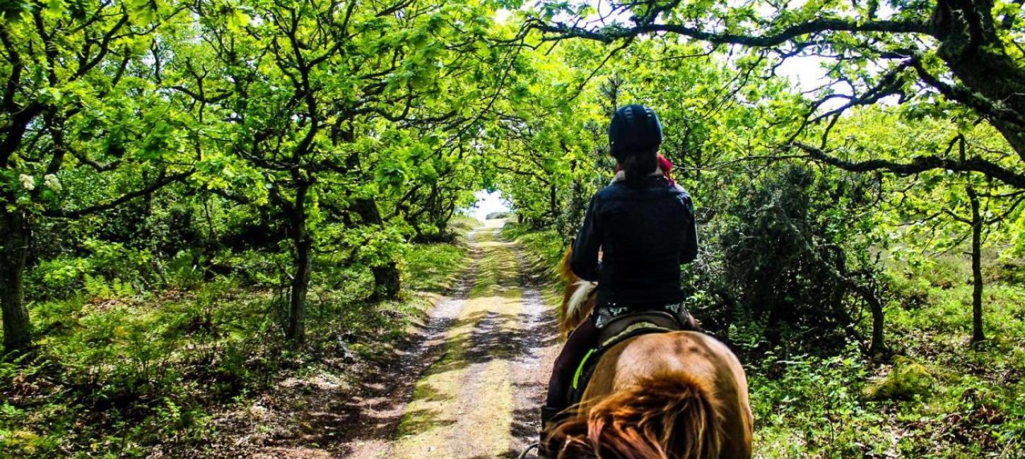 Horse riding on the rabbit island of Endelave in the East Jutland Archipelago - part of Destination Coastal Land