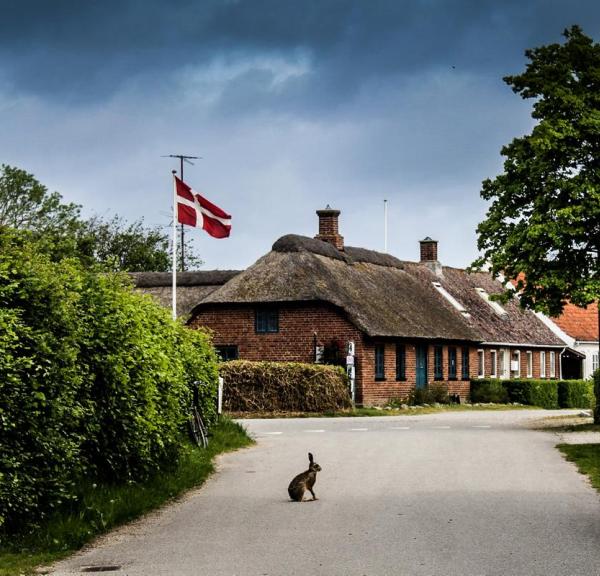 Wild Rabbit on Endelave